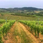 Viñas Losada