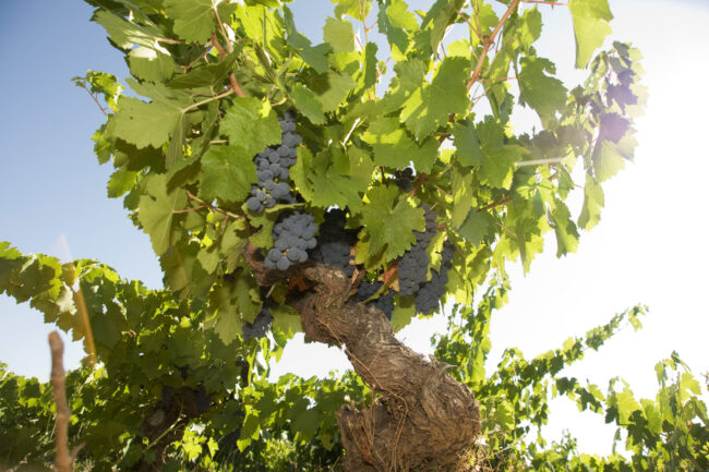 Viña mencía Losada