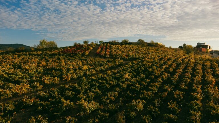 Viñedos Bierzo