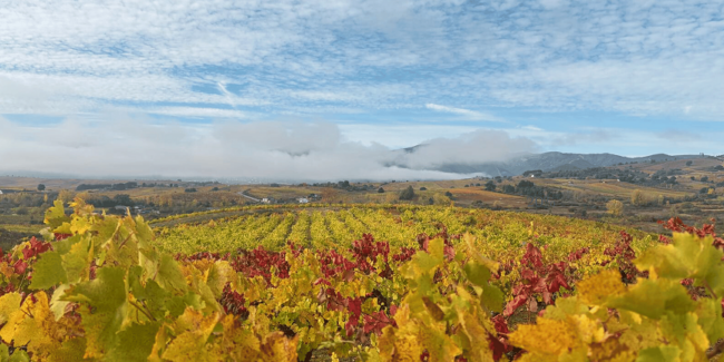 Vista de Viñedos en la DO Bierzo en Otoño
