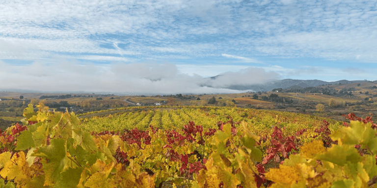 Vista de Viñedos en la DO Bierzo en Otoño