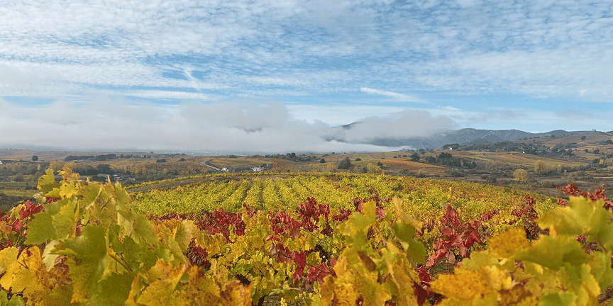 Vista de Viñedos en la DO Bierzo en Otoño