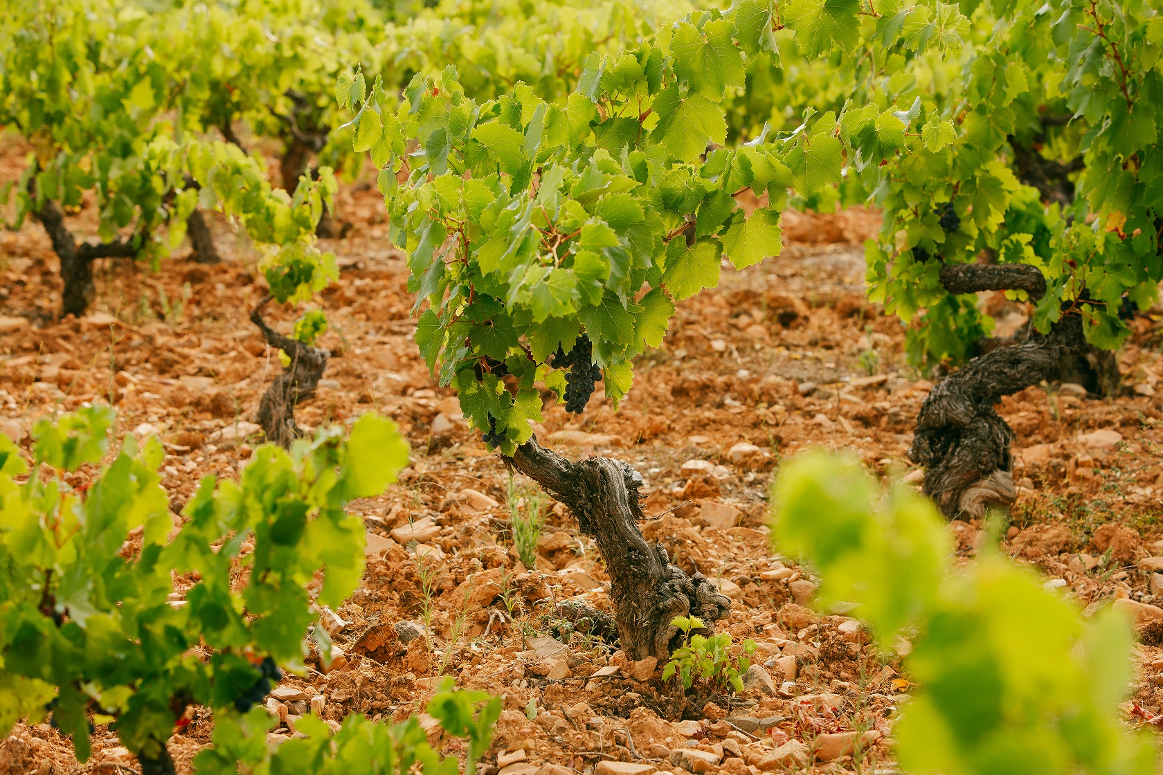 Detalle de cepa de la variedad Mencía en un viñedo de El Bierzo con suelo de arcilla