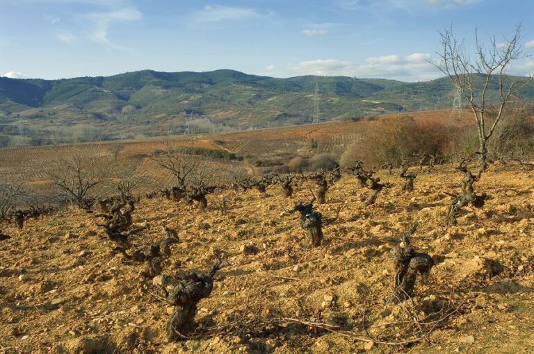 Viñedo del Bierzo